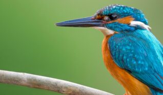Photo of a kingfisher