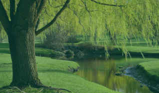 photo of a willow tree handing over a small stream